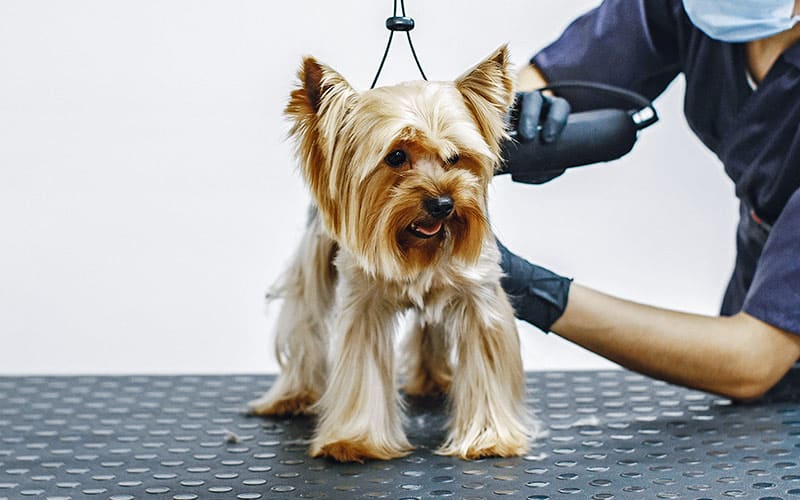 Toelettatura Cani a Santa Teresa di Riva