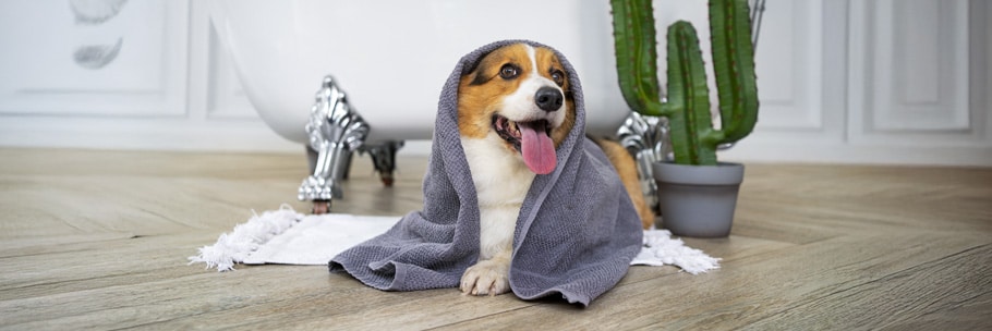 Trattamenti SPA per Cani a Santa Teresa di Riva