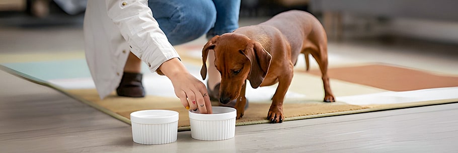 Asilo Cani Taormina gioco e cura quotidiana