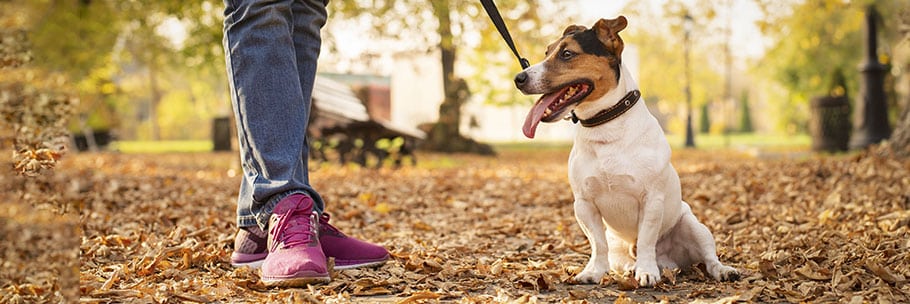 Dog Sitter Taormina servizio a domicilio passeggiata cane.